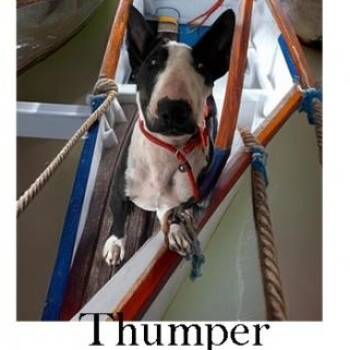 Rescue Bull Terrier Dogs for Adoption in Palm Desert, California - Thumper | PetCurious