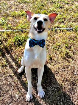 Mixed Breed Dogs Available for Adoption in Cape Coral, Florida - Gravy | PetCurious