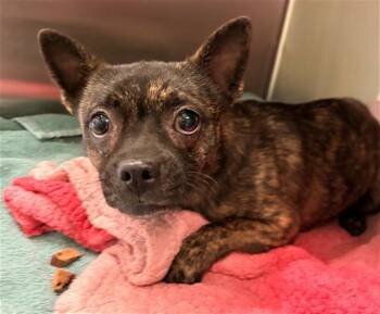 Chihuahua and Mixed Breed Dogs Available for Adoption in Rancho Cucamonga, California - LUCY | PetCurious