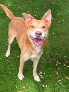 AUGUST -  Siberian Husky and Mixed Breed Dog for Adoption in Fort Myers, Florida - AUGUST | PetCurious