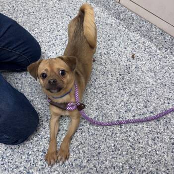 Chico -  Chihuahua and Pug Dog for Adoption in Chicago, Illinois - Chico | PetCurious