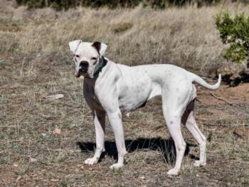 JILLY -  Boxer and Mixed Breed Dog for Adoption in Santa Fe, New Mexico - JILLY | PetCurious