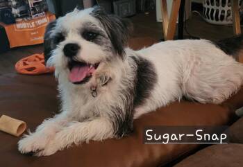 Shih Tzu Dogs Available for Adoption in Missouri City, Texas - Sugar-Snap OR13968-Thw | PetCurious