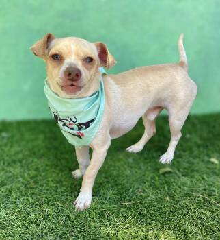 MICKEY -  Chihuahua and Beagle Dog for Adoption in Rowland Heights, California - MICKEY | PetCurious