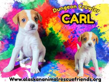 Dungeon Crawler Carl -  Corgi Dog for Adoption in Anchorage, Alaska - Dungeon Crawler Carl | PetCurious