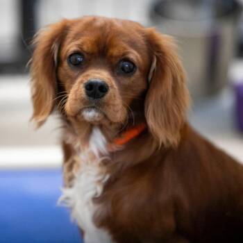 Gidean (OT26-40) -  Cavalier King Charles Spaniel Dog for Adoption in Peyton, Colorado - Gidean (OT26-40) | PetCurious