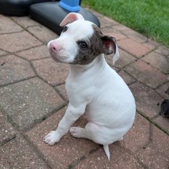 Kenny -  Pit Bull Terrier and Mixed Breed Dog for Adoption in Shorewood, Illinois - Kenny | PetCurious
