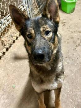 Simon -  German Shepherd Dog Dog for Adoption in Winthrop, Massachusetts - Simon | PetCurious