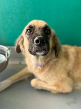A255849 -  German Shepherd Dog and Mixed Breed Dog for Adoption in Visalia, California - A255849 | PetCurious