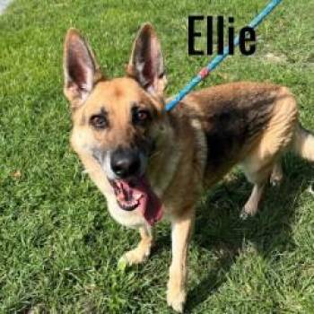 Ellie -  German Shepherd Dog Dog for Adoption in Pleasantville, New Jersey - Ellie | PetCurious