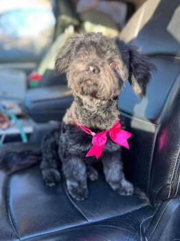 Shih Tzu and Poodle Dogs Available for Adoption - Suzi | PetCurious