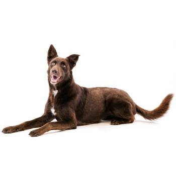 Poppy -  German Shepherd Dog and Australian Shepherd Dog for Adoption in East Hampton, New York - Poppy | PetCurious