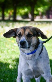 Beagle and Terrier Dogs Available for Adoption in Yakima, Washington - Georgie | PetCurious