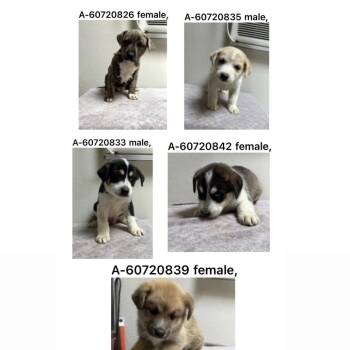 Husky and Shepherd Dogs Available for Adoption in Parker, Colorado - 480 (2026) Sansa | PetCurious