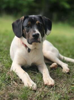 Waylon -  Hound Dog for Adoption in Taghkanic, New York - Waylon | PetCurious