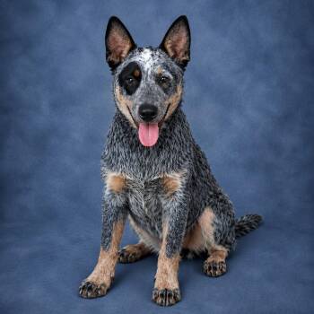 Jester -  Australian Cattle Dog Blue Heeler Dog for Adoption in Heber Springs, Arkansas - Jester | PetCurious