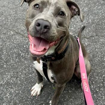 Rescue American Staffordshire Terrier Dogs for Adoption in Richmond, Virginia - Wilma | PetCurious