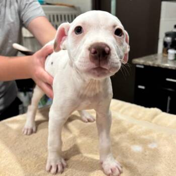Marshmallow -  Pit Bull Terrier and Mixed Breed Dog for Adoption in Nashville, Tennessee - Marshmallow | PetCurious
