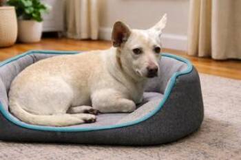 Dachshund and Chihuahua Dogs Available for Adoption - Pixie | PetCurious