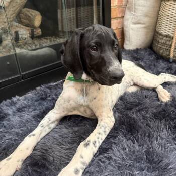 Daphne -  German Shorthaired Pointer Dog for Adoption in Normal, Illinois - Daphne | PetCurious