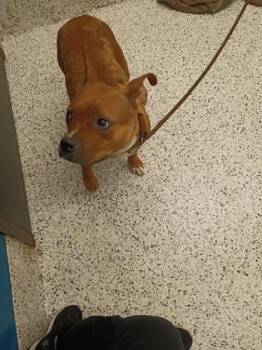 Lady Bird -  Mixed Breed Dog for Adoption in Atlanta, Georgia - Lady Bird | PetCurious