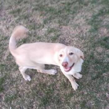 Dude -  Mixed Breed Dog Available for Adoption in Bismarck, North Dakota - Dude | PetCurious