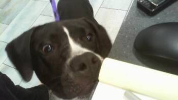 REMY -  Pit Bull Terrier and Mixed Breed Dog for Adoption in Charlotte, North Carolina - REMY | PetCurious