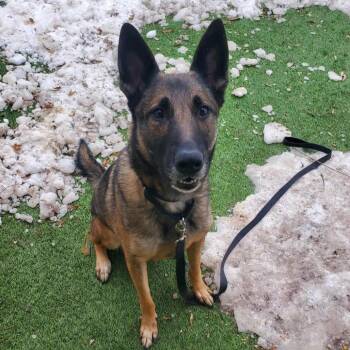 Oak -  Belgian Shepherd Malinois and Mixed Breed Dog for Adoption in Oak Park, Illinois - Oak | PetCurious