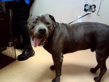 RAPHAEL -  Pit Bull Terrier and Mixed Breed Dog for Adoption in Martinez, California - RAPHAEL | PetCurious