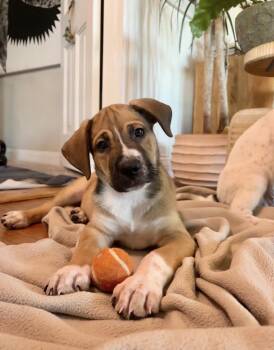 Simon Says -  Labrador Retriever and Pointer Dog for Adoption in Pasadena, California - Simon Says | PetCurious