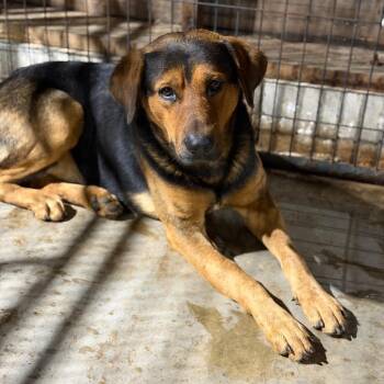 Hound and Shepherd Dogs Available for Adoption - Lance | PetCurious