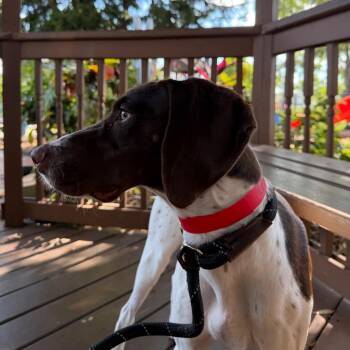 Carly -  Pointer Dog for Adoption in Tampa, Florida - Carly | PetCurious
