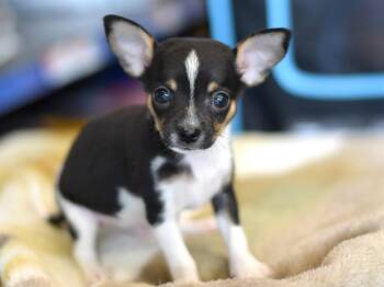Capone -  Chihuahua Dog for Adoption in Montgomery, Texas - Capone | PetCurious