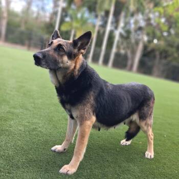 German Shepherd Dog Dogs Available for Adoption in Loxahatchee Groves, Florida - Darla AKA Dutchess 7253 | PetCurious