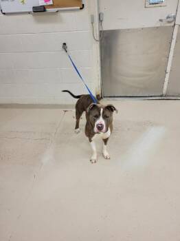 Pit Bull Terrier Dogs Available for Adoption - Moose (54) | PetCurious