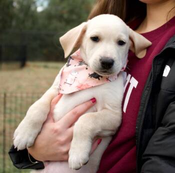 Rescue Mixed Breed Dogs for Adoption in Hopkinton, Massachusetts - Dean | PetCurious