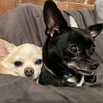 Rescue Chihuahua and Dachshund Dogs for Adoption in Olathe, Kansas - Nellie | PetCurious