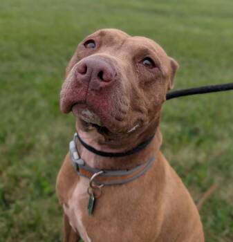 Ella -  Staffordshire Bull Terrier Dog for Adoption in Defiance, Ohio - Ella | PetCurious