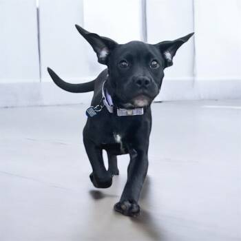 Rescue Labrador Retriever and Pit Bull Terrier Dogs for Adoption in Minneapolis, Minnesota - Buckles | PetCurious