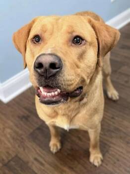 Labrador Retriever and Golden Retriever Dogs Available for Adoption - Max | PetCurious