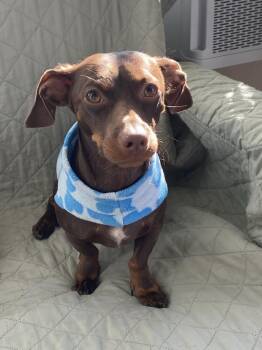 Chihuahua Dogs Available for Adoption - Bennie | PetCurious