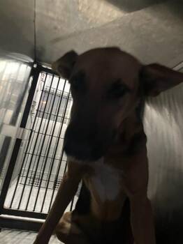 FRANKIE STEIN -  Mixed Breed Dog for Adoption in Dallas, Texas - FRANKIE STEIN | PetCurious