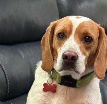Rescue Beagle Dogs for Adoption in Milton, Georgia - Bandit Lee | PetCurious