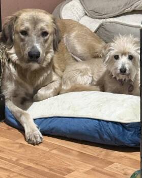 Emily -  Golden Retriever and Anatolian Shepherd Dog for Adoption in Nashville, Tennessee - Emily | PetCurious