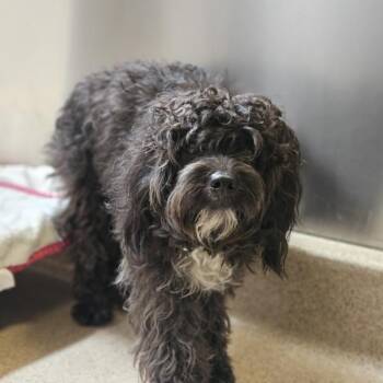 Leon -  Poodle and Havanese Dog for Adoption in Oakland, California - Leon | PetCurious