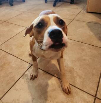 Omelet -  Terrier Dog for Adoption in Slidell, Louisiana - Omelet | PetCurious