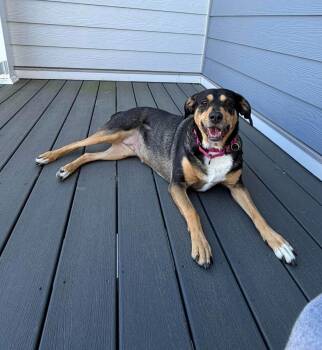 Rooney -  Hound Dog Available for Adoption in Westwood, New Jersey - Rooney | PetCurious