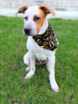 Rescue Boxer Dogs for Adoption in Dallas, Texas - Sheldon Duke (New Digs) | PetCurious