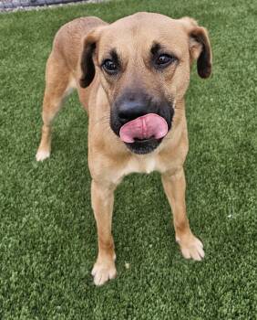 Shepherd and Boxer Dogs Available for Adoption in Eagle, Idaho - Koda | PetCurious
