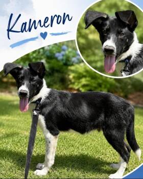 Kameron -  Border Collie Dog for Adoption - Kameron | PetCurious